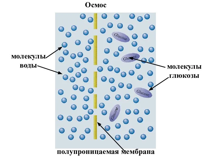 молекулы воды молекулы глюкозы полупроницаемая мембрана Осмос