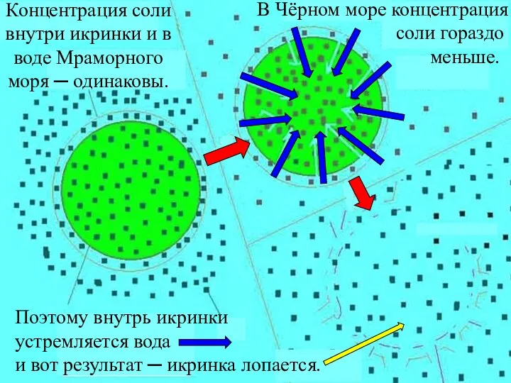 Концентрация соли внутри икринки и в воде Мраморного моря ─ одинаковы.