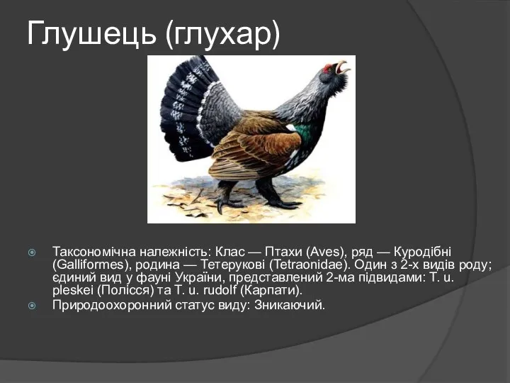 Глушець (глухар) Таксономічна належність: Клас — Птахи (Aves), ряд — Куродібні