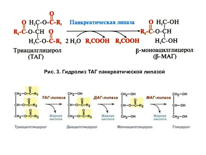 Рис. 3. Гидролиз ТАГ панкреатической липазой