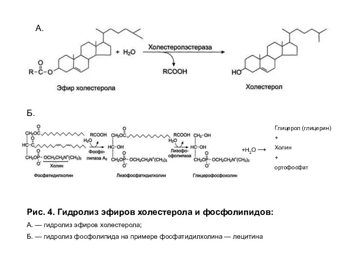 Рис. 4. Гидролиз эфиров холестерола и фосфолипидов: А. — гидролиз эфиров