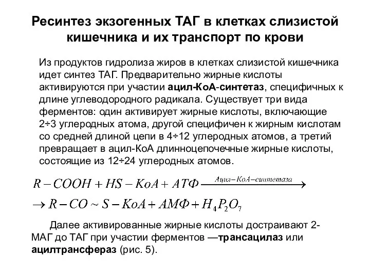 Ресинтез экзогенных ТАГ в клетках слизистой кишечника и их транспорт по