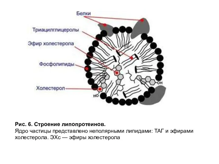 Рис. 6. Строение липопротеинов. Ядро частицы представлено неполярными липидами: ТАГ и