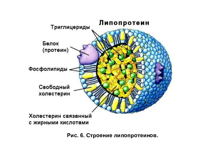 Рис. 6. Строение липопротеинов.