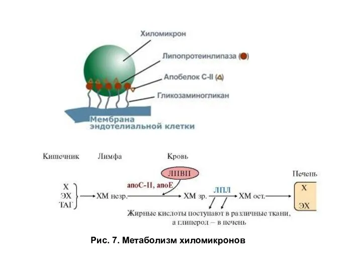 Рис. 7. Метаболизм хиломикронов