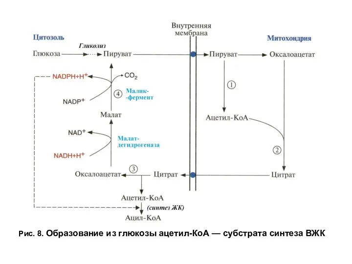 Рис. 8. Образование из глюкозы ацетил-КоА — субстрата синтеза ВЖК