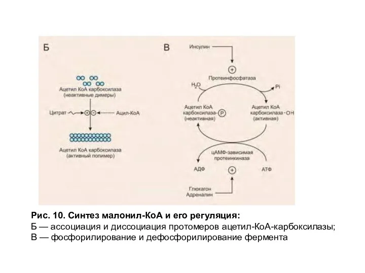 Рис. 10. Синтез малонил-КоА и его регуляция: Б — ассоциация и