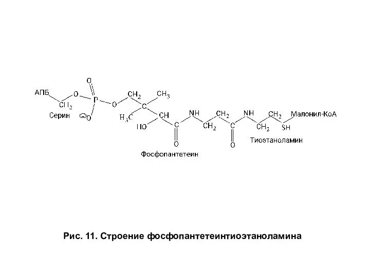 Рис. 11. Строение фосфопантетеинтиоэтаноламина