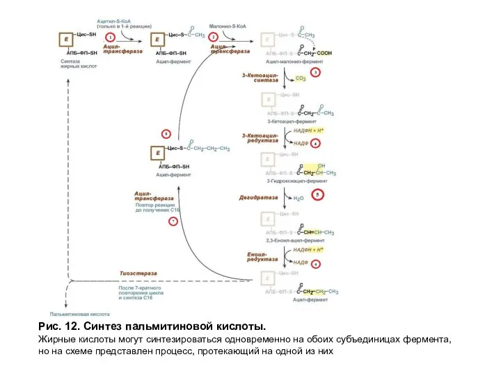 Рис. 12. Синтез пальмитиновой кислоты. Жирные кислоты могут синтезироваться одновременно на