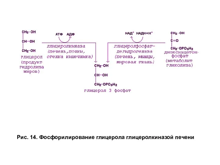 Рис. 14. Фосфорилирование глицерола глицеролкиназой печени