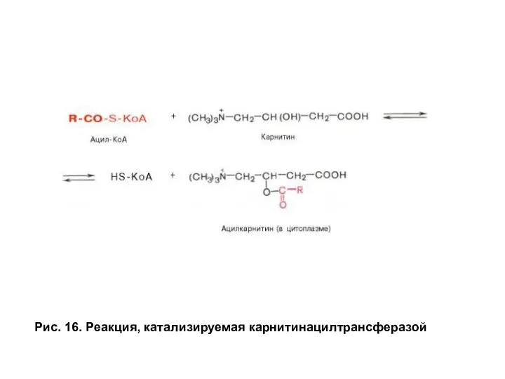 Рис. 16. Реакция, катализируемая карнитинацилтрансферазой