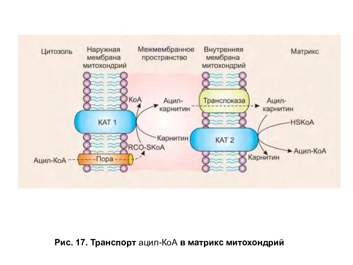 Рис. 17. Транспорт ацил-КоА в матрикс митохондрий