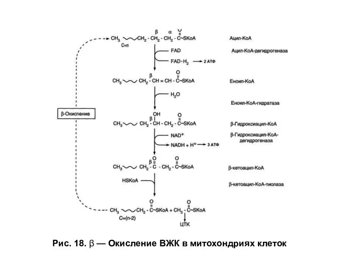 Рис. 18. β — Окисление ВЖК в митохондриях клеток