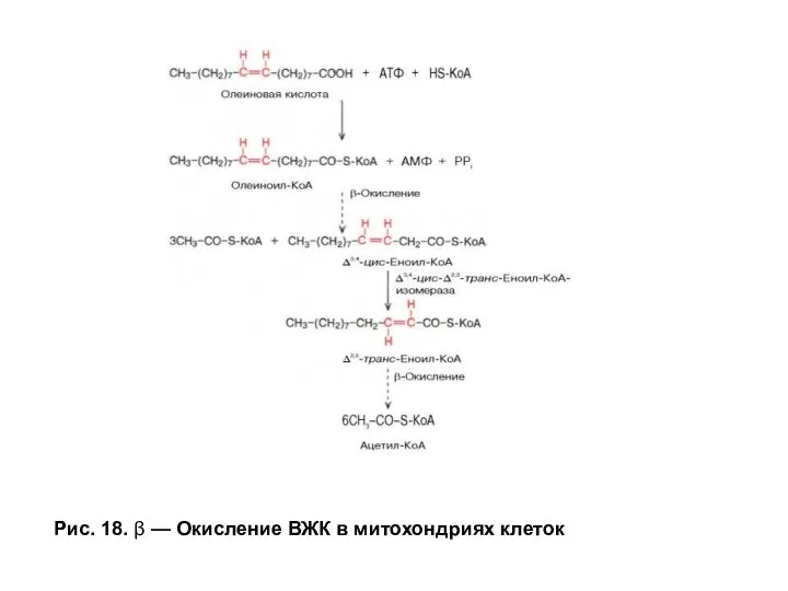 Рис. 18. β — Окисление ВЖК в митохондриях клеток