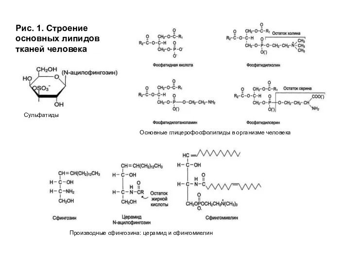 Рис. 1. Строение основных липидов тканей человека