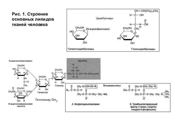 Рис. 1. Строение основных липидов тканей человека