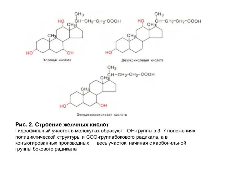 Рис. 2. Строение желчных кислот Гидрофильный участок в молекулах образуют –ОН-группы