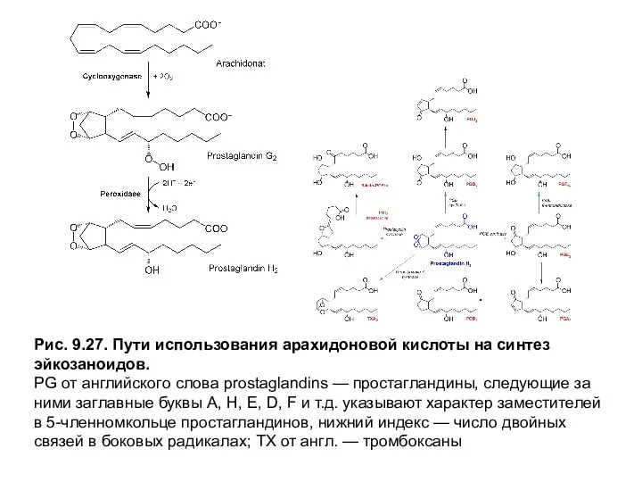 Рис. 9.27. Пути использования арахидоновой кислоты на синтез эйкозаноидов. PG от