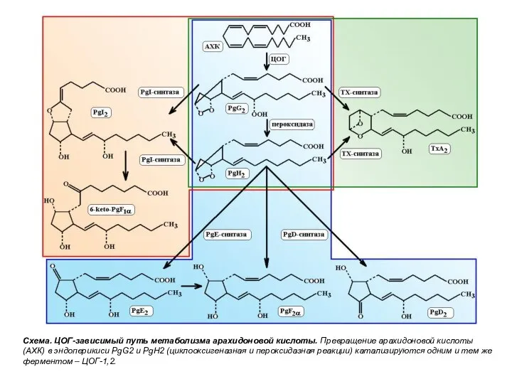 Схема. ЦОГ-зависимый путь метаболизма арахидоновой кислоты. Превращение арахидоновой кислоты (АХК) в