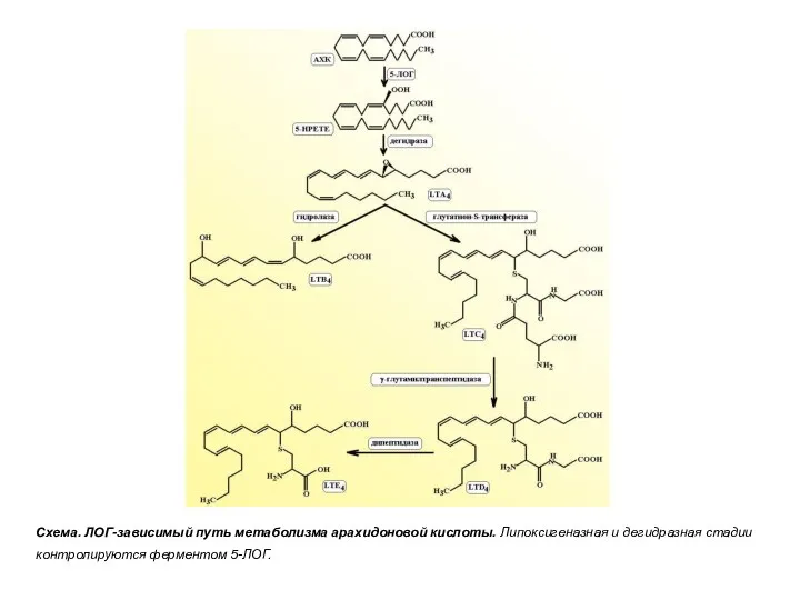 Схема. ЛОГ-зависимый путь метаболизма арахидоновой кислоты. Липоксигеназная и дегидразная стадии контролируются ферментом 5-ЛОГ.