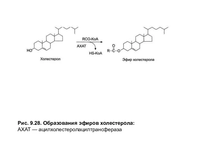 Рис. 9.28. Образования эфиров холестерола: АХАТ — ацилхолестеролацилтрансфераза