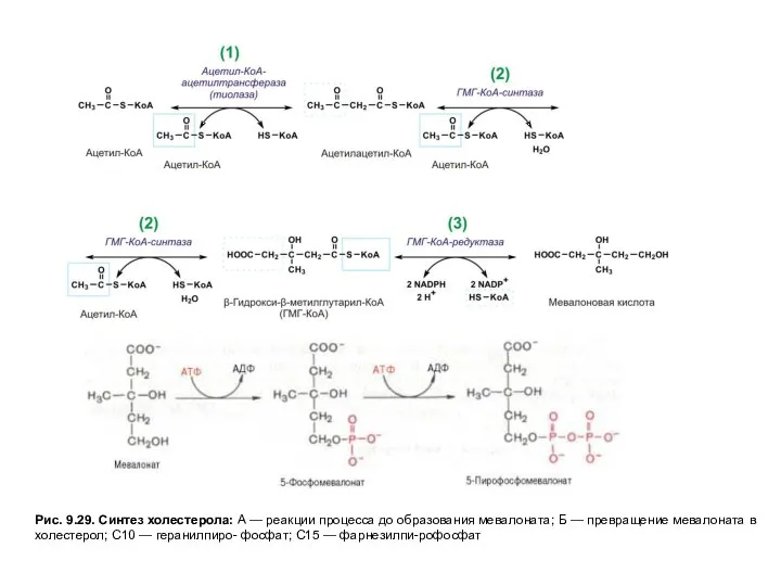 Рис. 9.29. Синтез холестерола: А — реакции процесса до образования мевалоната;