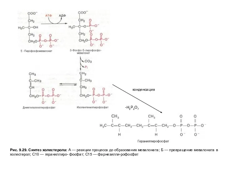 Рис. 9.29. Синтез холестерола: А — реакции процесса до образования мевалоната;