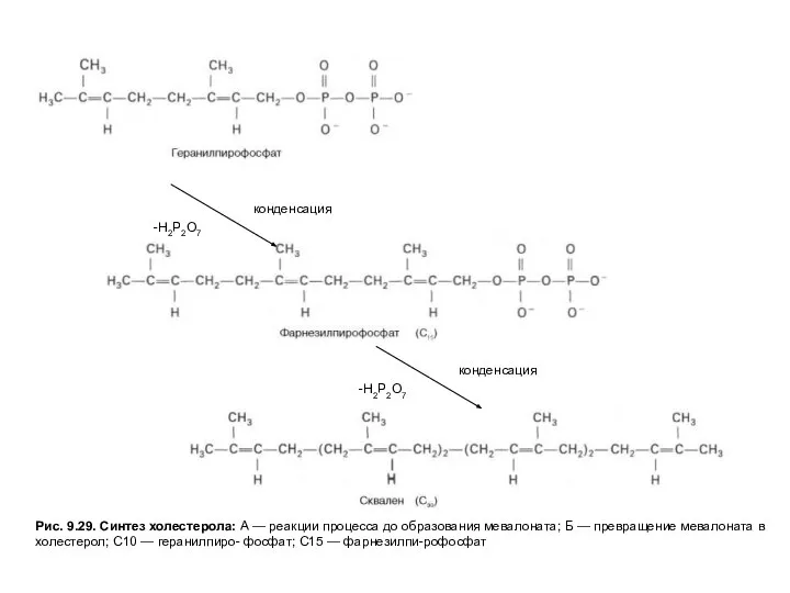 Рис. 9.29. Синтез холестерола: А — реакции процесса до образования мевалоната;