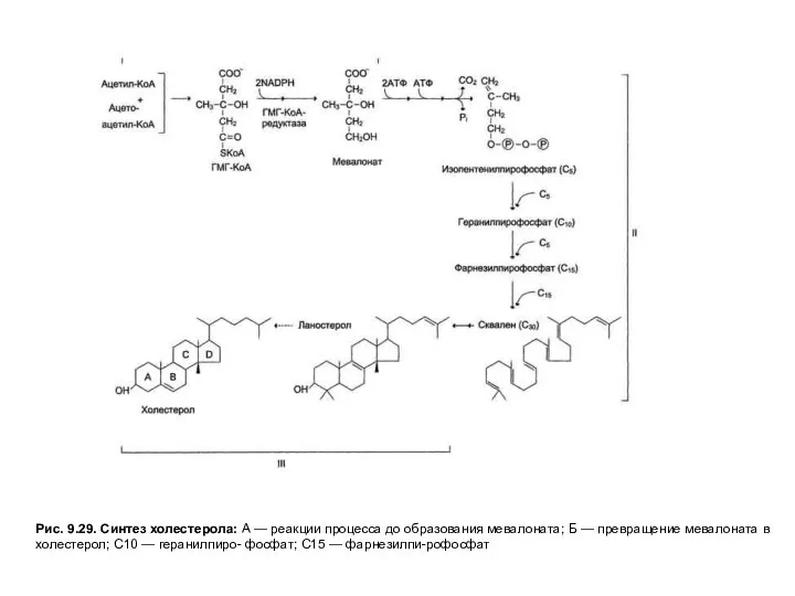 Рис. 9.29. Синтез холестерола: А — реакции процесса до образования мевалоната;