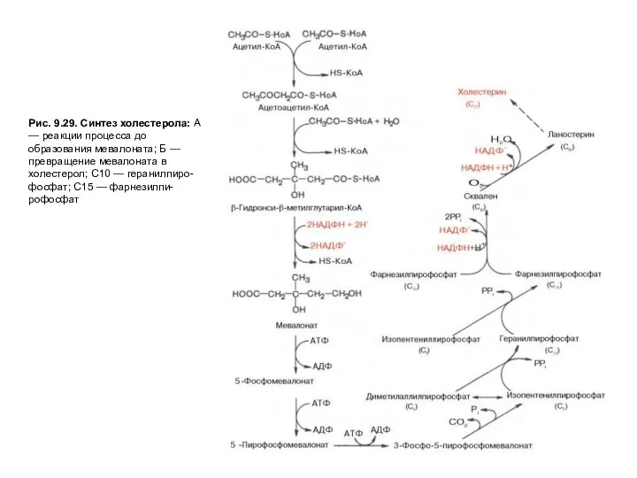 Рис. 9.29. Синтез холестерола: А — реакции процесса до образования мевалоната;