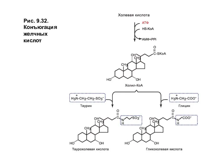 Рис. 9.32. Конъюгация желчных кислот