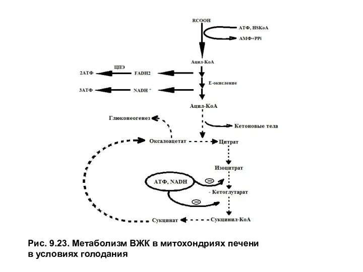 Рис. 9.23. Метаболизм ВЖК в митохондриях печени в условиях голодания