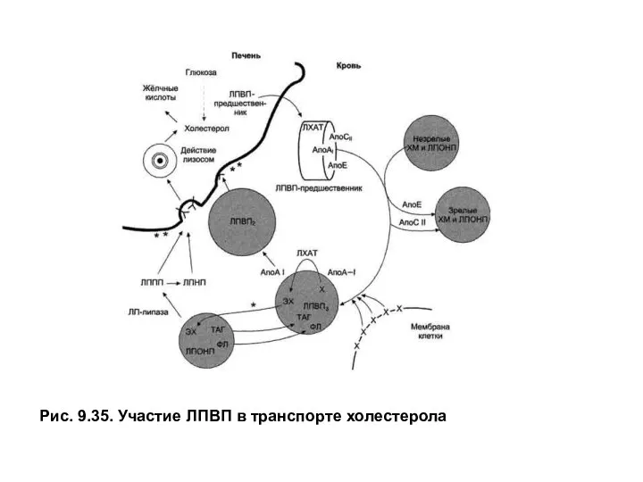 Рис. 9.35. Участие ЛПВП в транспорте холестерола