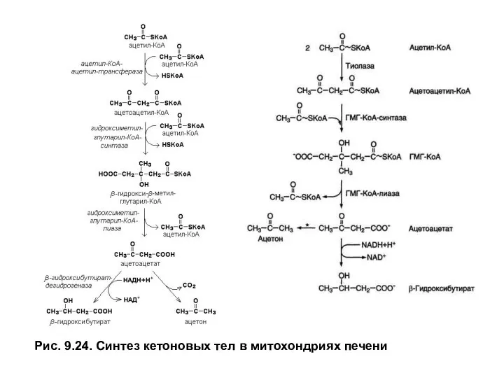 Рис. 9.24. Синтез кетоновых тел в митохондриях печени