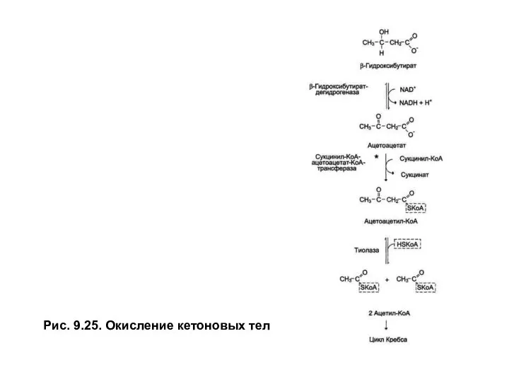Рис. 9.25. Окисление кетоновых тел