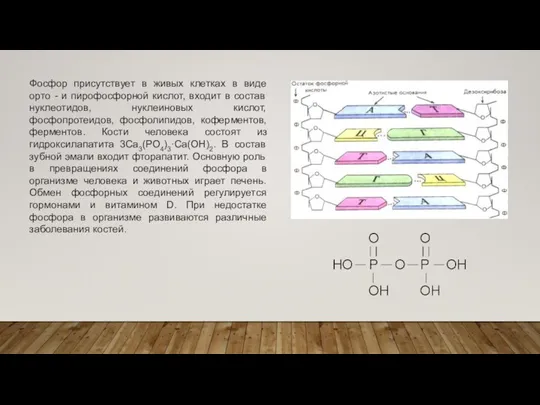 Фосфор присутствует в живых клетках в виде орто - и пирофосфорной