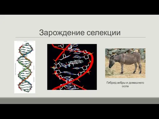 Зарождение селекции Гибрид зебры и домашнего осла