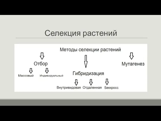 Селекция растений