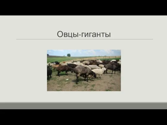 Овцы-гиганты