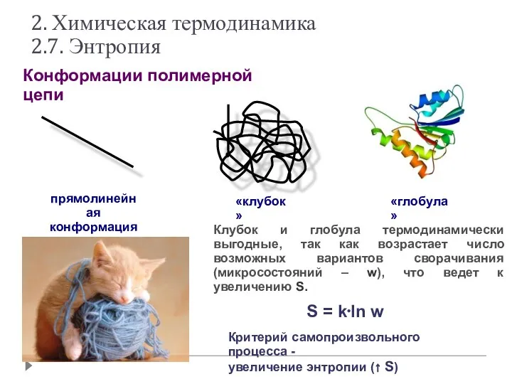 Конформации полимерной цепи прямолинейная конформация «клубок» «глобула» S = k⋅ln w