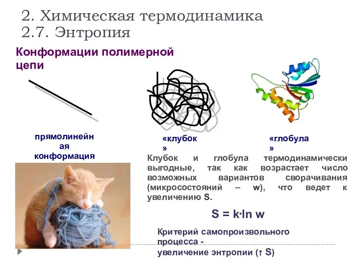 Конформации полимерной цепи прямолинейная конформация «клубок» «глобула» S = k⋅ln w