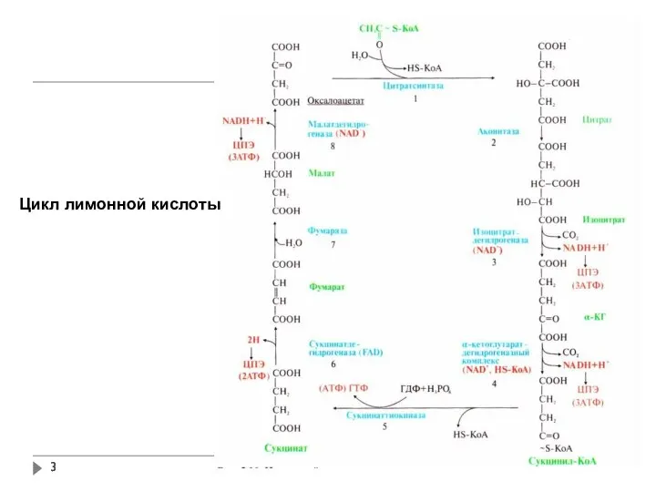 Цикл лимонной кислоты