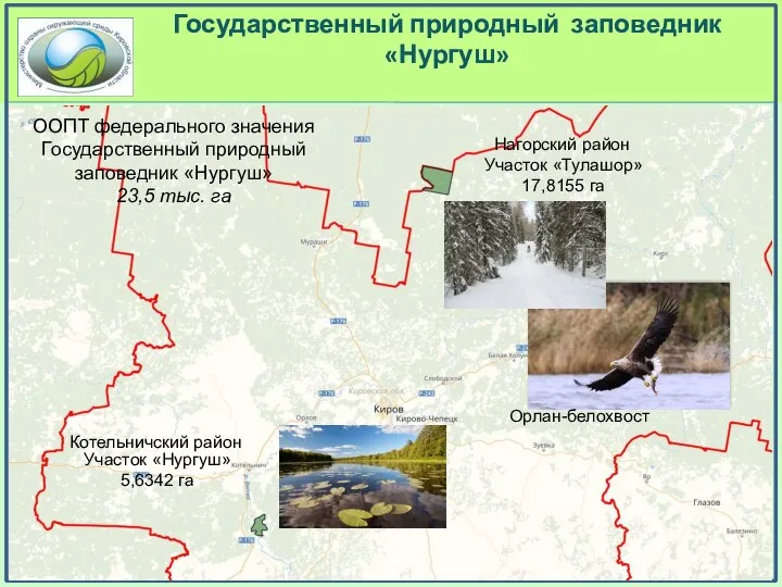 Государственный природный заповедник «Нургуш» Орлан-белохвост Нагорский район Котельничский район Участок «Тулашор»