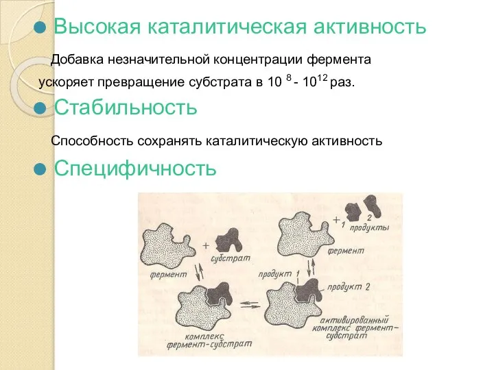 Высокая каталитическая активность Добавка незначительной концентрации фермента ускоряет превращение субстрата в