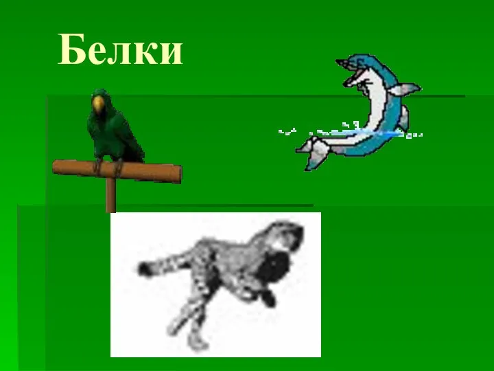 Белки