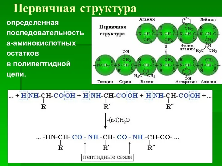 Первичная структура определенная последовательность a-аминокислотных остатков в полипептидной цепи.