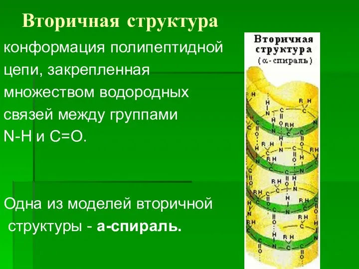 Вторичная структура конформация полипептидной цепи, закрепленная множеством водородных связей между группами