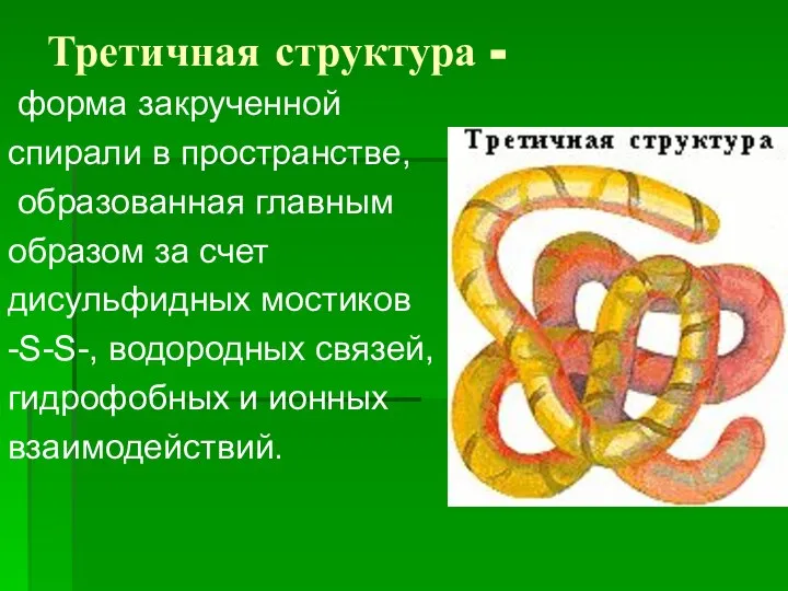 Третичная структура - форма закрученной спирали в пространстве, образованная главным образом