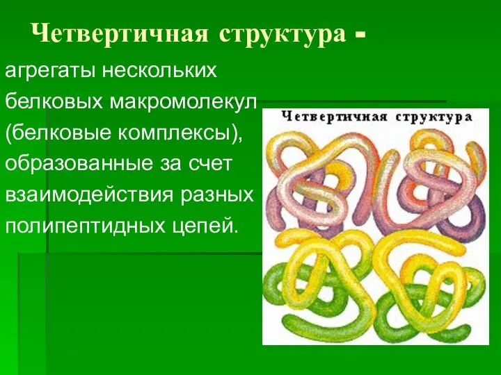 Четвертичная структура - агрегаты нескольких белковых макромолекул (белковые комплексы), образованные за счет взаимодействия разных полипептидных цепей.