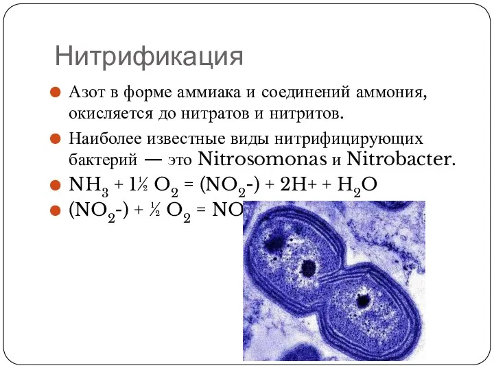 Нитрификация Азот в форме аммиака и соединений аммония, окисляется до нитратов